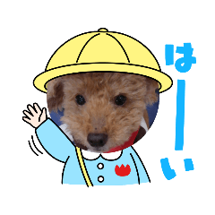 プードル&シーズー