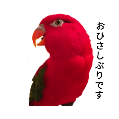 猩々日和〜インコのスタンプ〜
