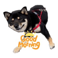 うちのランちゃんの日常