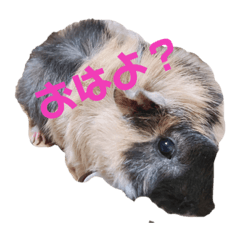 モルちゃんスタンプ　モカ