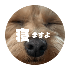 わんこの日常で使えるスタンプ2