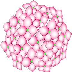 梅雨の季節の紫陽花