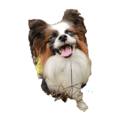 我が家の愛犬だ