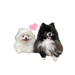 ポメラニアンのララルル♡スタンプ#1