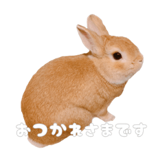 ネザーのみみちゃん4