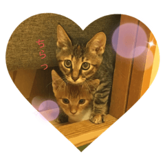 あんこときなこ‪‪の日常