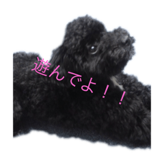 ごまとこむぎちゃん