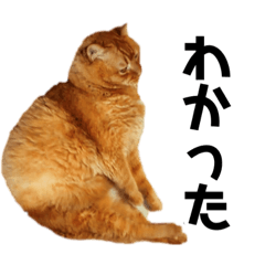 ローニャの休日2