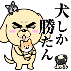 目ヂカラ☆わんこ8【犬しか勝たん】