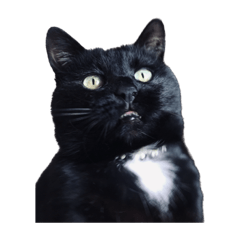 くろまめにこはっくねこたろう