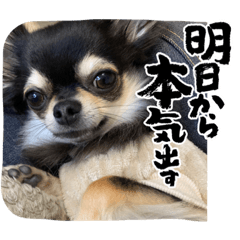 うちの子ワン　2