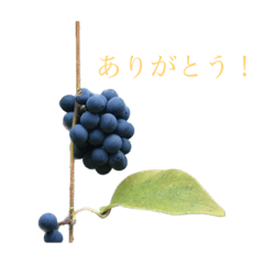 野草山野草スタンプ