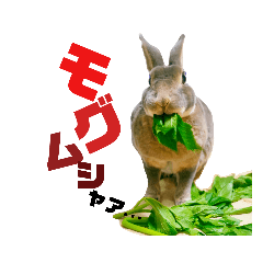 気まぐれうさぎのD様