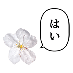 桜の花　と　ふきだし