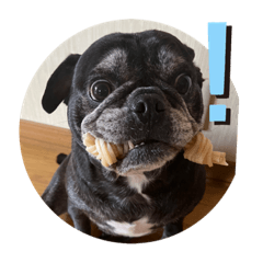 愛犬福のお話し