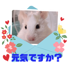 うちのハムスター(歌舞伎編)