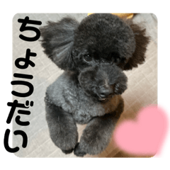 ごえもんワンコ　おとな♡ユーモアで笑顔♡