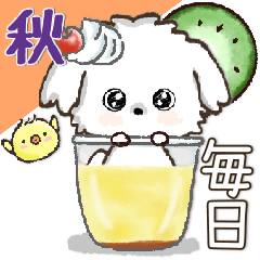 愛犬家さんのわんこ♡マルチーズ【挨拶】