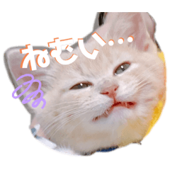 プリティー♡ほたてスタンプ