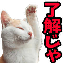 リアル☆にゃんこ（広島弁）