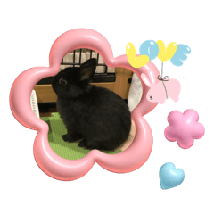 うちのかわいいおまめさん