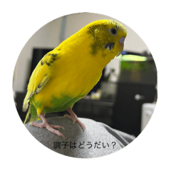 N家のベルちゃんスタンプ