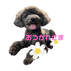 世界一可愛いチャコです。そのいち