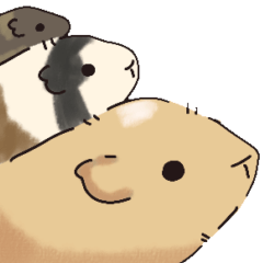 もふもふテディモルモット