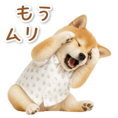 ネガティブな癒し柴犬