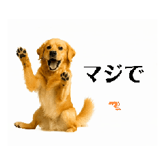 【動く】ゴールデンレトリバー★家族連絡2