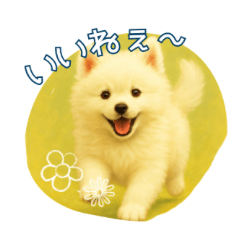 モフモフサモエド赤ちゃんの日常スタンプ