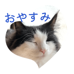 気合いの入らないニャンズたち2