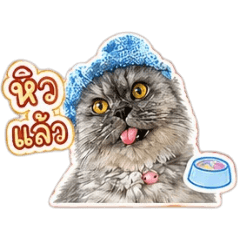 Kitty Mischievous_20260430173725