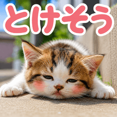 とびだす★暑い★にゃんこ★ねこ 猫★夏