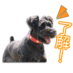 藤中家のBelleちゃん