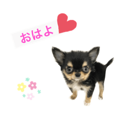 わんこの日常。。