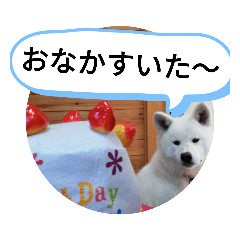 今人気の秋田犬スタンプ