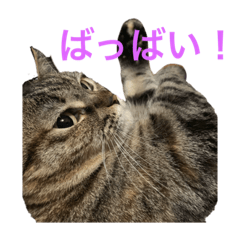 まるこのかぞくつー