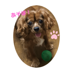 キャバリアルビーのココちゃん 1