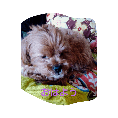 トイプードルとシーズーのミックス　チップ