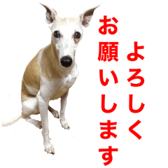 ベスの毎日 デカ文字 大人言葉バージョン