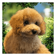 トイプードルクッキーの日常