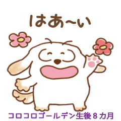 ゴールデンレトリーバーファン ３