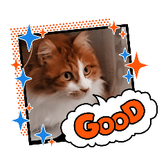 ウチノ ネコタン