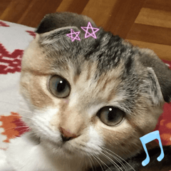 三毛猫ももちゃん4 英語ver.