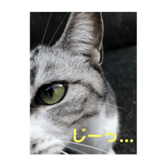 気ままにゃ生活(=^ェ^=)