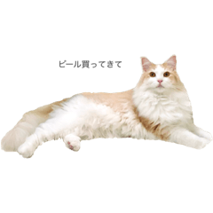 サイベリアンの桃太郎