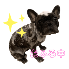 フレンチブルドッグ  モアナ2️⃣