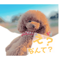 トイプーのちろりん  2