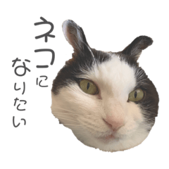 うさねこ（人生いろいろ）